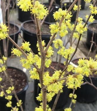 Lindera benzoin Spicebush