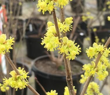 Lindera benzoin Spicebush
