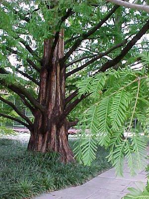 Metasequoia glyptostroboides Dawn Redwood