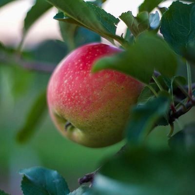 Malus domestica 'Honeycrisp' Apple
