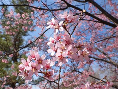 Prunus × incam 'Okame' Flowering Cherry