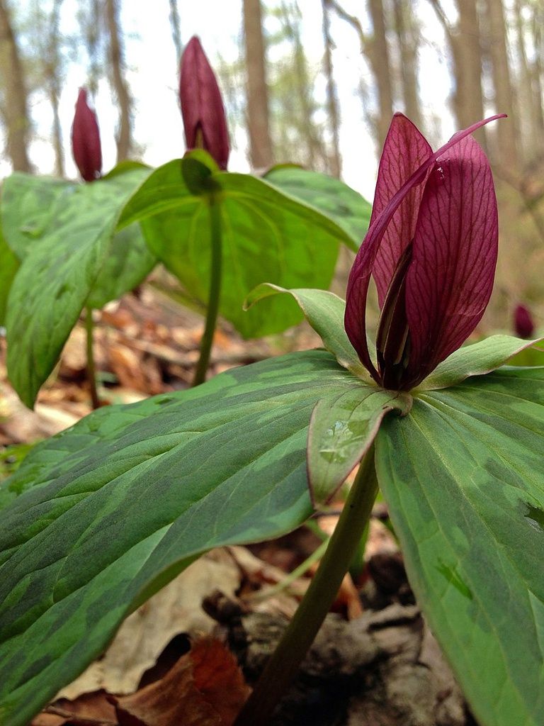 Trillium sessile Toad Trillium