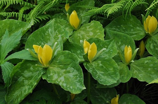 Trillium luteum Yellow Toadshade