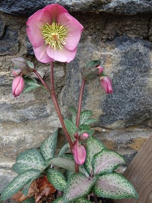 Helleborus Frostkiss® 'Dorothy's Dawn' Hellebore