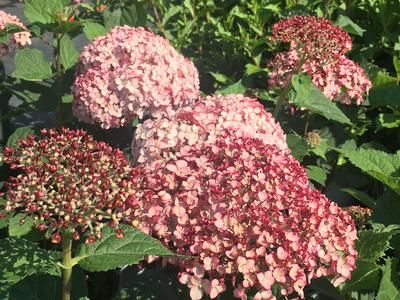 Hydrangea arborescens 'Incrediball Blush' Smooth Hydrangea