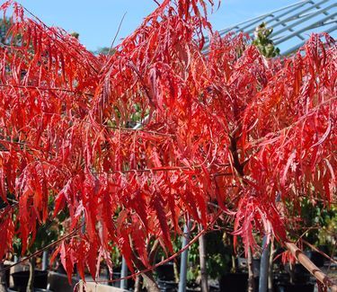 Rhus typhina 'Laciniata' Cutleaf Staghorn Sumac