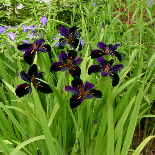 Iris x 'Black Gamecock' Louisiana Iris