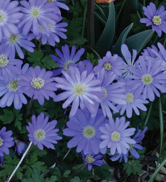Anemone blanda 'Blue Shades' Grecian Windflower