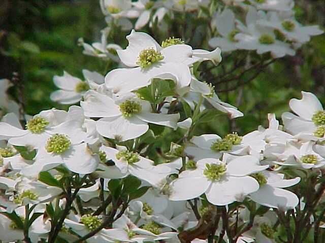 Cornus florida White Dogwood