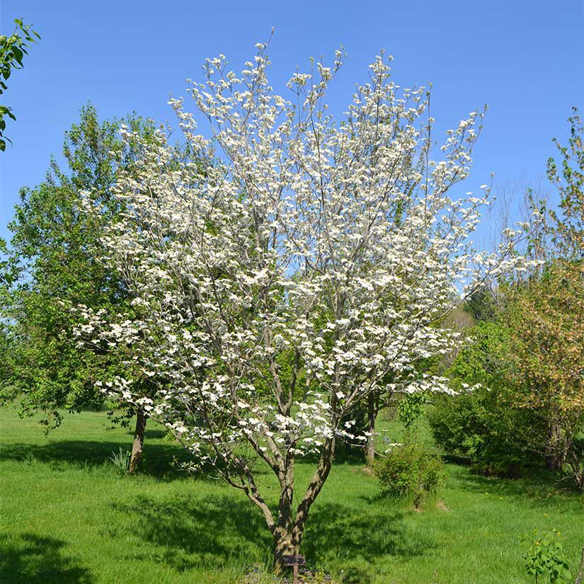 Cornus florida White Dogwood