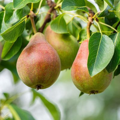 Pyrus communis 'Moonglow' Pear