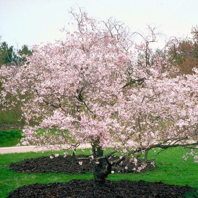 Prunus × subhirtella 'Autumnalis' Cherry