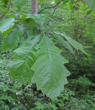 Quercus bicolor Swamp White Oak