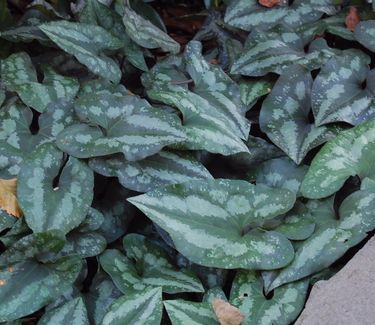 Asarum splendens 'Quick Silver' Chinese Wild Ginger