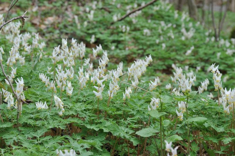 Dicentra cucullaria Dutchman's Breeches