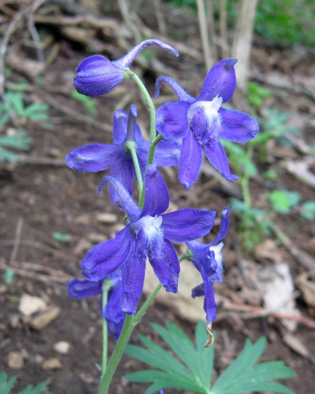 Delphinium tricorne Dwarf Larkspur