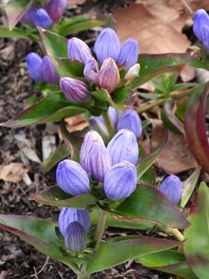 Gentiana andrewsii Closed bottle Gentian