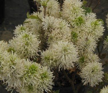 Fothergilla x intermedia 'Blue Shadow'