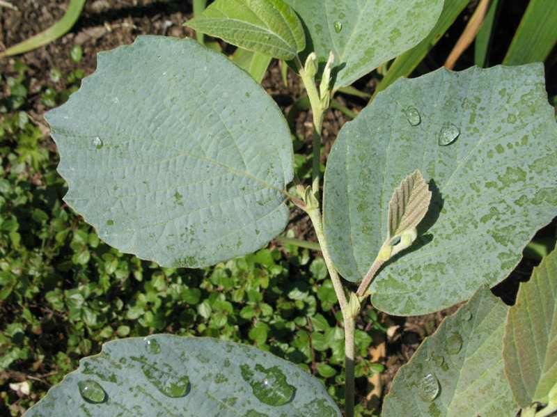 Fothergilla x intermedia 'Blue Shadow'