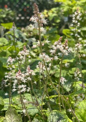 Tiarella 'Elizabeth Oliver' Foamflower