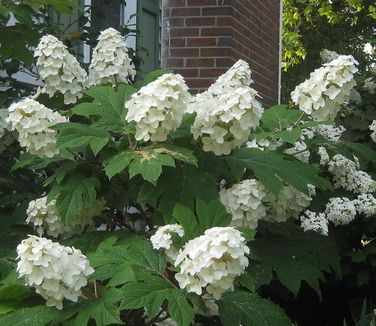 Hydrangea quercifolia 'Snow Queen' Oakleaf Hydrangea
