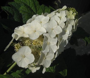 Hydrangea quercifolia 'Snow Queen' Oakleaf Hydrangea