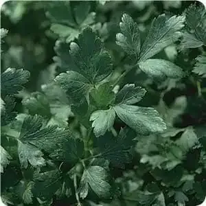 Parsley-Italian Dark Single