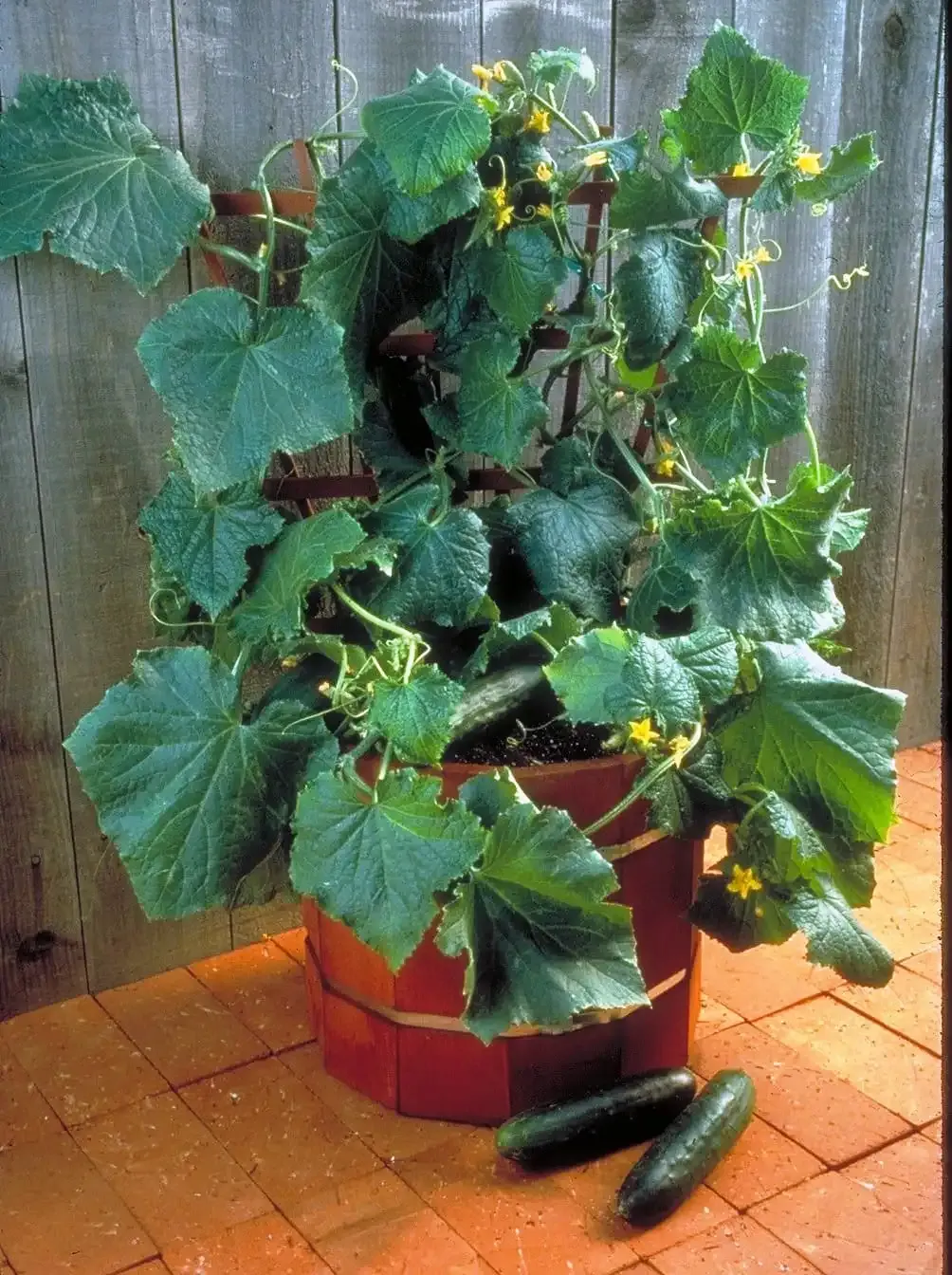 Cucumber-Salad Bush