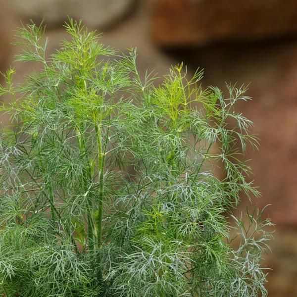 Dill-Fernleaf