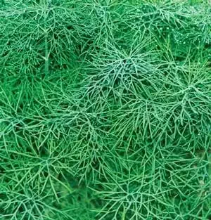 Dill-Fernleaf