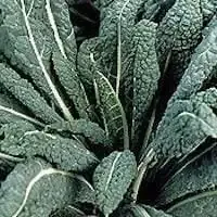 Kale-Lacinato Dinosaur