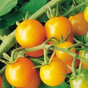 Tomato-Sungold