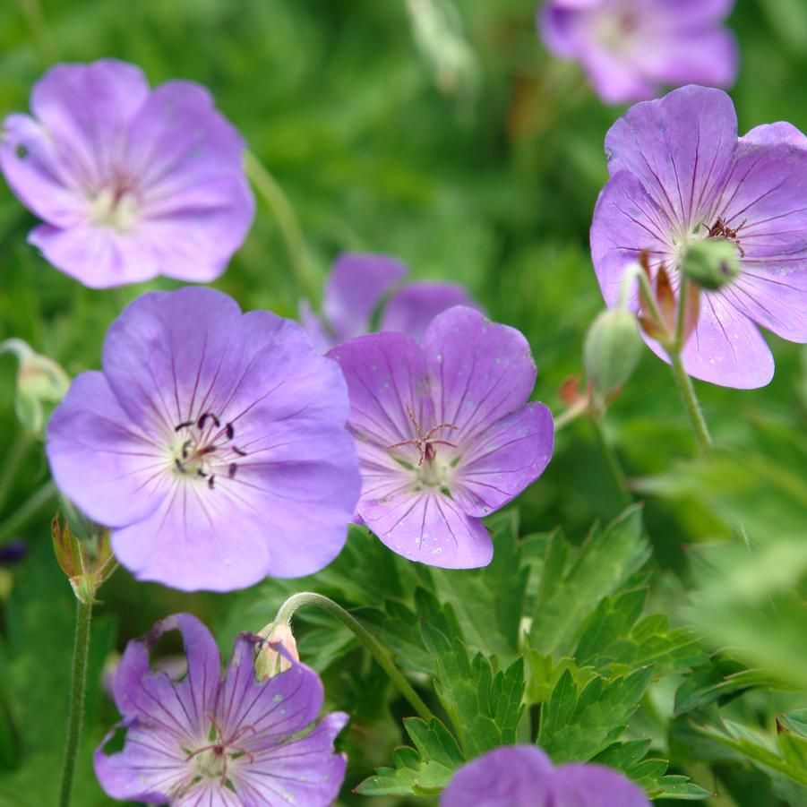 Geranium 'Rozanne' Cranesbill