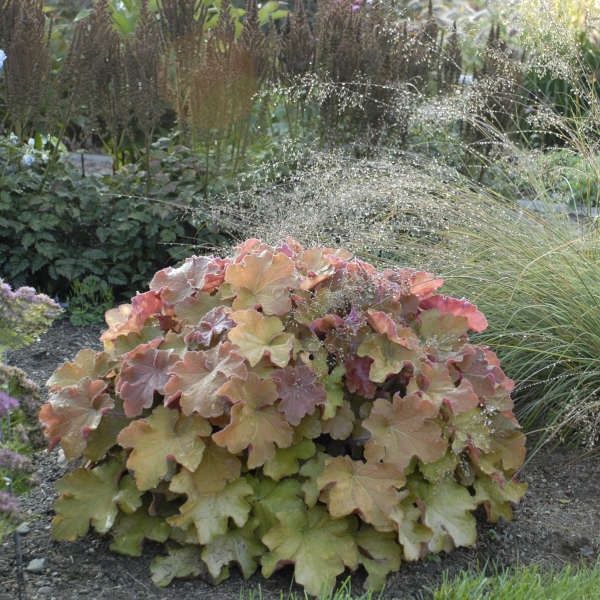Heuchera 'Caramel'