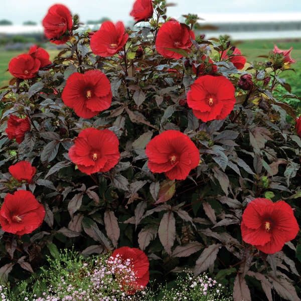 Hibiscus x moscheutos 'Midnight Marvel'