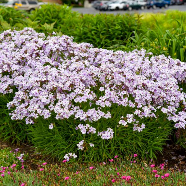 Phlox ×'Opening Act Pink-a-Dot'