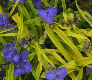 Tradescantia x 'Sweet Kate' Spiderwort