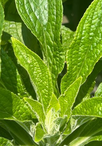 Digitalis x Arctic Fox Rose