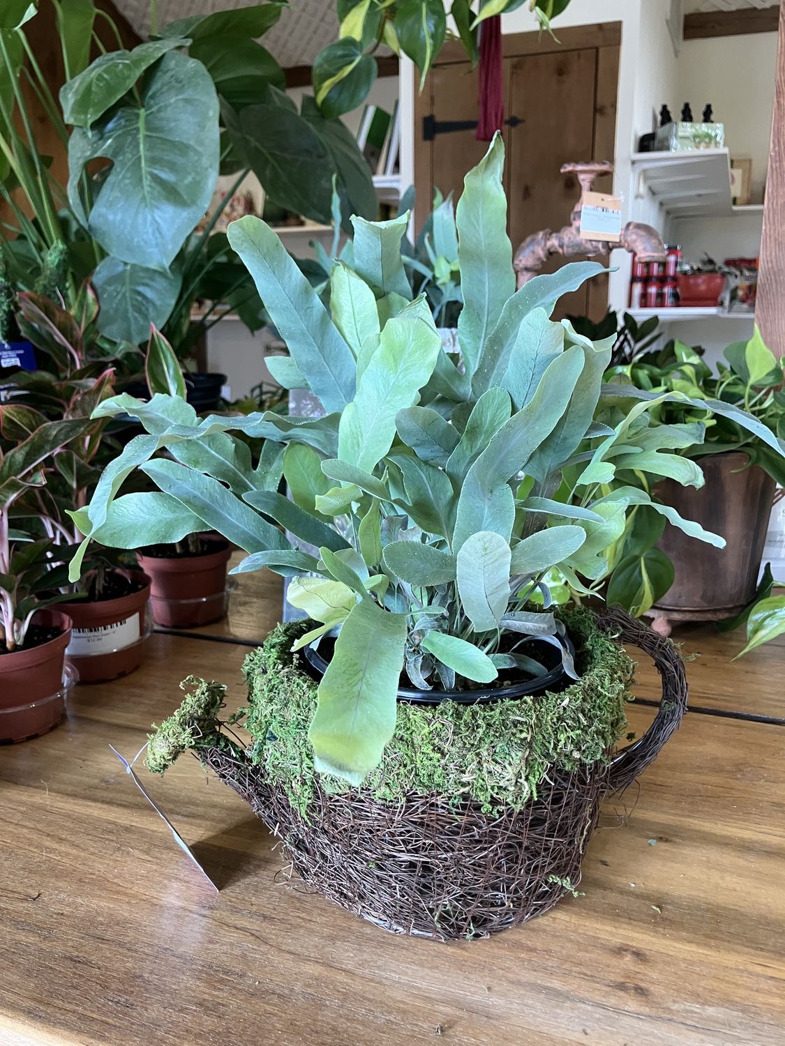 SuperMoss Deco Watering Can