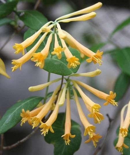 Lonicera sempervirens John Clayton