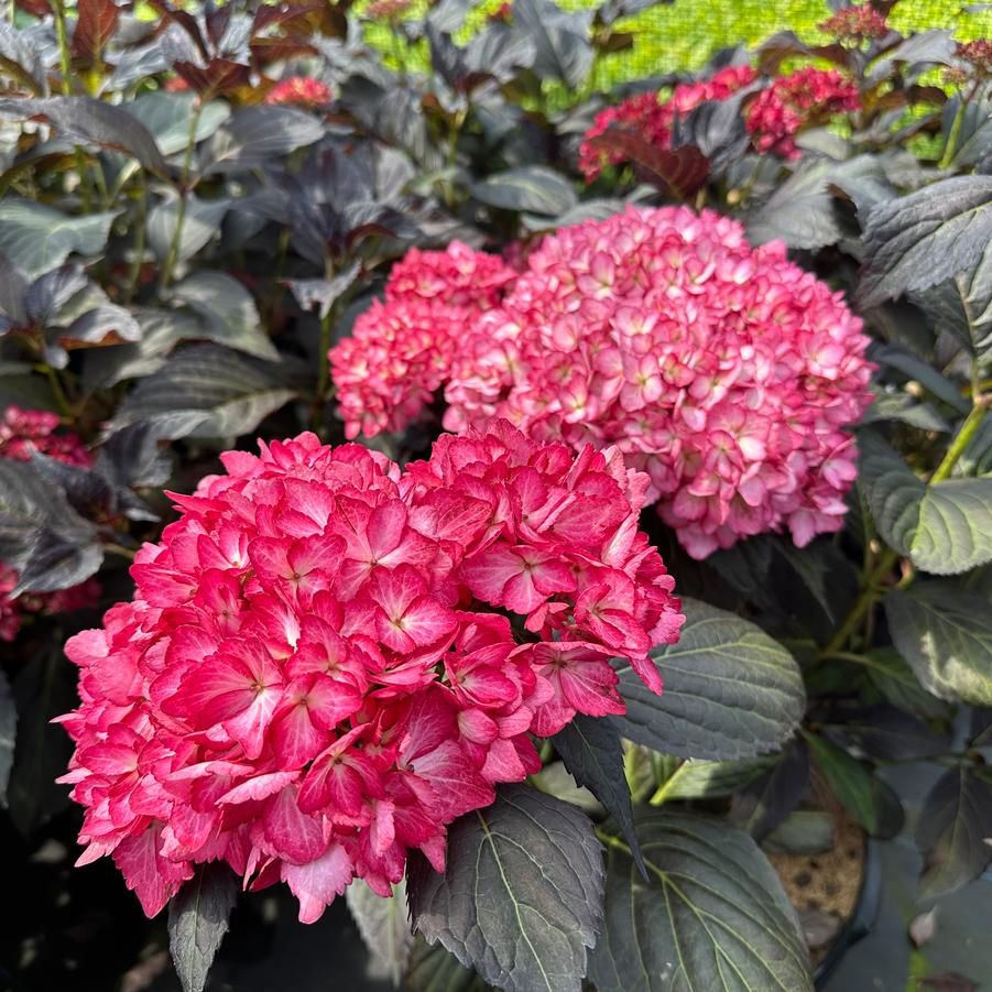 Hydrangea macrophylla Eclipse® Bigleaf Hydrangea