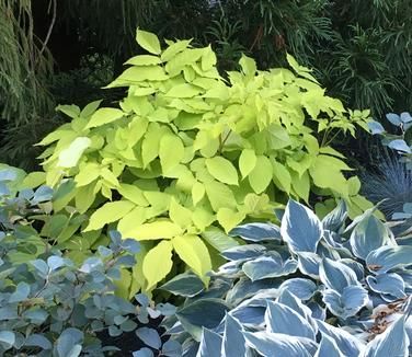 Aralia cordata 'Sun King'