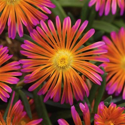 Delosperma x Ocean Sunset 'Orange Glow'