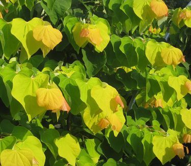 Cercis canadensis The Rising Sun