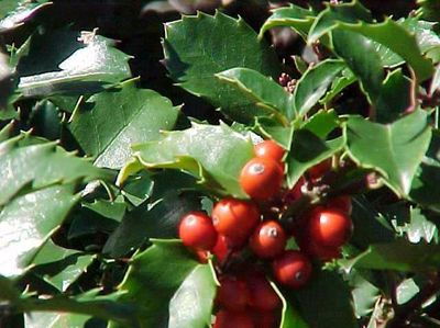 Ilex x meserveae Blue Princess