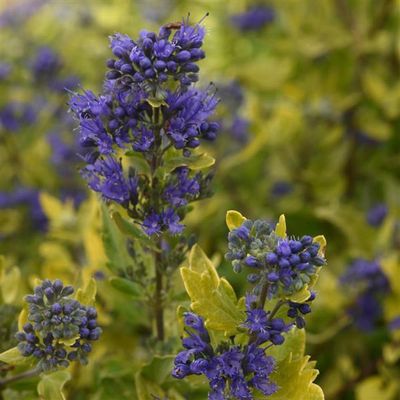 Caryopteris x clandonensis Gold Crest
