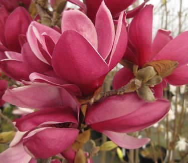 Magnolia x 'March til Frost'