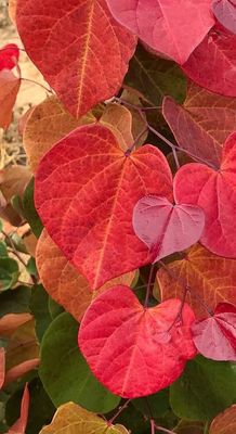 Cercis canadensis Hearts A'Fire Redbud Tree