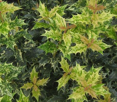 Osmanthus heterophyllus 'Goshiki' Holly Tea Olive
