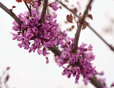 Cercis canadensis Garden Gems Amethyst Redbud Tree